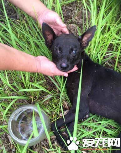 狗狗贪吃被塑料桶套住头 一星期未进食骨瘦如柴