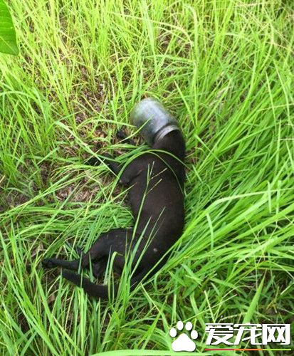 狗狗贪吃被塑料桶套住头 一星期未进食骨瘦如柴