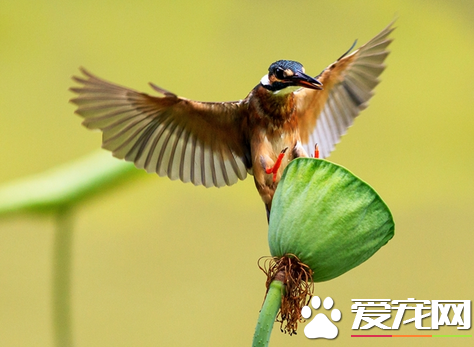 小鸟喂什么 人工哺育雏鸟要有丰富的营养
