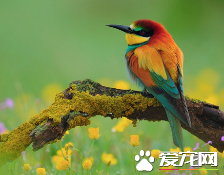 鸟为什么叫 是一种复杂的反射性反应