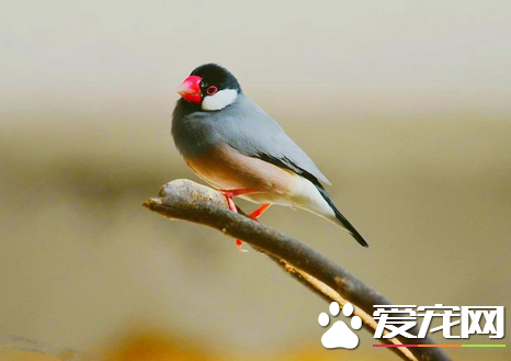 鸟什么时候换毛 在换毛期一定要避免中暑