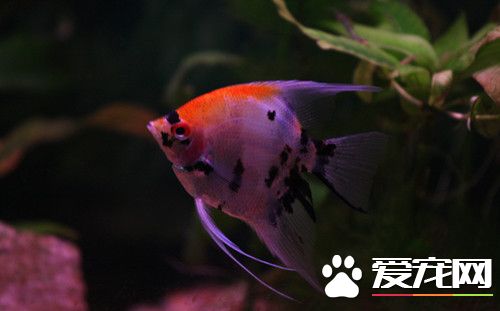 水命的人适合养鱼吗 水命的人不适合养红色的鱼