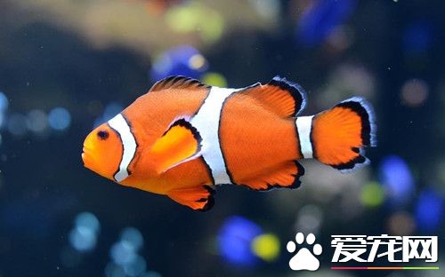 养鱼养几条好 风水鱼到底养几条最好