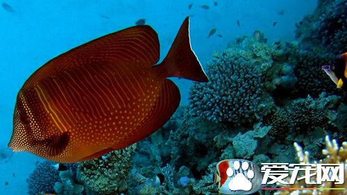 热带鱼水温要多少度 水温达到一定程度会死亡