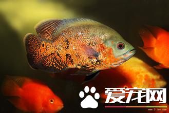 养金鱼有什么讲究吗 养金鱼需要注意什么