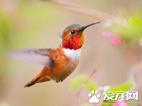鸟的生活习性和特点 大多数鸟类是飞翔的生活
