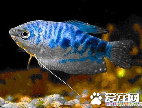 养热带鱼的技巧 热带鱼的最正确饲养方法