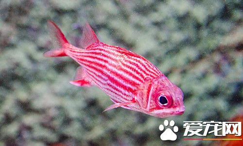 怎么养鱼不会死 新手养鱼需要注意的事项