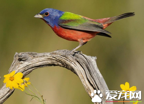 鸟的饲养方法 鸟类的消化能力强需要不断喂食