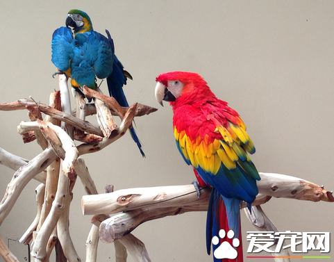 鹦鹉好养吗 规律的饮食习惯更有利于成长