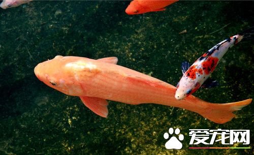 养鱼老三样是什么 养鱼老三样注意的事项