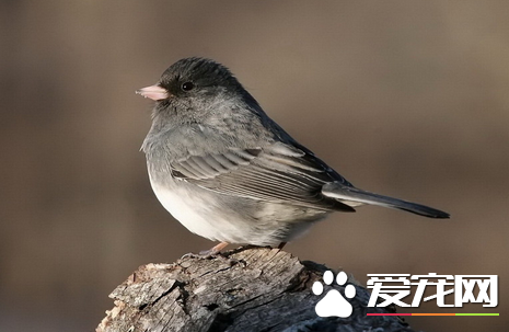 鸟的生活习性与环境 不同鸟类的习性大不相同