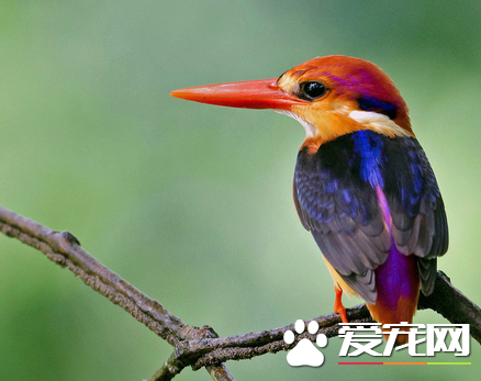 鸟的羽毛的特点 轻防水保暖色彩斑斓等特点