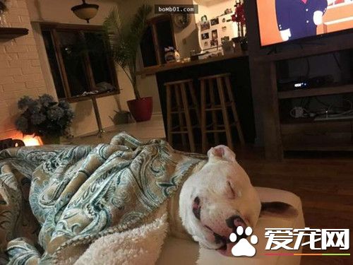 刚认养的狗狗带回家 没几天警察上门要它死