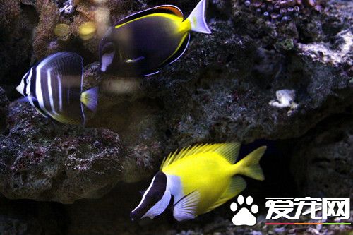 火命的人适合养鱼吗 养鱼的风水讲究注意事项