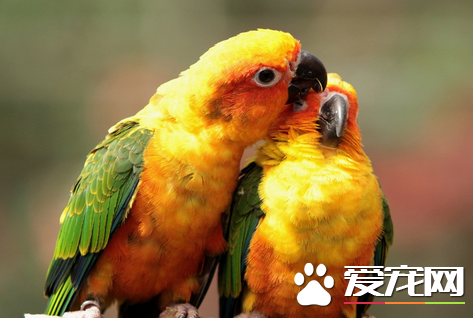 鹦鹉多少钱一只 据鹦鹉的品种不同价格不一