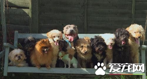 女子爱狗如命养41条狗 遛狗像打仗一样