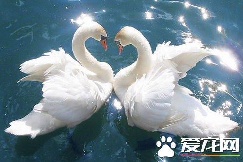 世界上羽毛最多的鸟 天鹅的羽毛最多有2.5万多