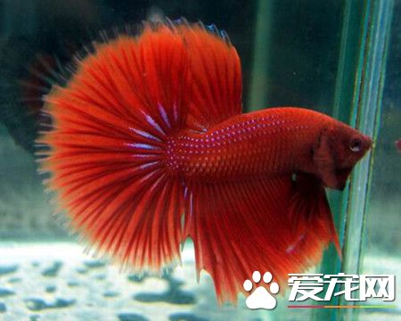 自来水能养鱼吗 自来水养鱼需要注意的事项