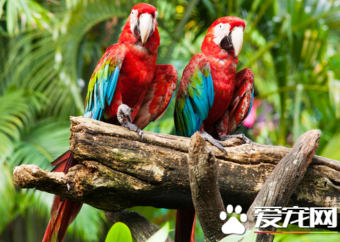 鹦鹉说话能力排行 亚马逊鹦鹉类非洲灰鹦鹉较强