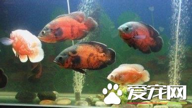 鱼缸怎么养鱼 小鱼缸怎么养鱼才不会死