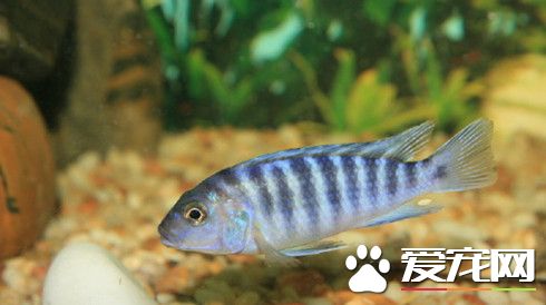 养鱼有什么好处 家庭养鱼风水常识有哪些