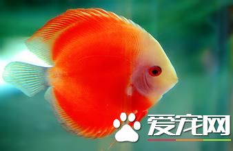 养鱼有什么讲究 养鱼风水中的一些禁忌