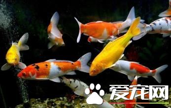 怎样养鱼才不会死 养鱼需要注意的事项