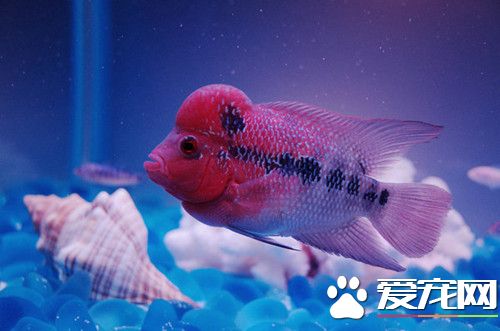 养鱼的水可以浇花吗 养鱼的水浇花注意的事项