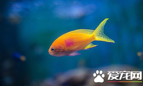 什么人不适合养鱼 四种不适合养鱼的条件和人