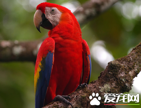 什么样的鹦鹉会说话 都会说话但能力不同