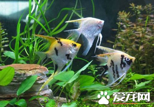 适合养鱼的水生植物 水生植物与鱼混养搭配