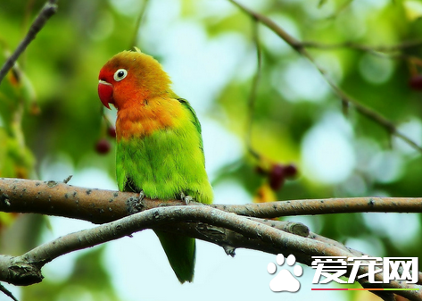 鹦鹉不吃东西怎么办 饲养者一定要引起重视