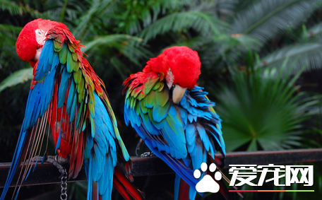 鹦鹉的饲养方法 宠物鹦鹉饲养八大要点