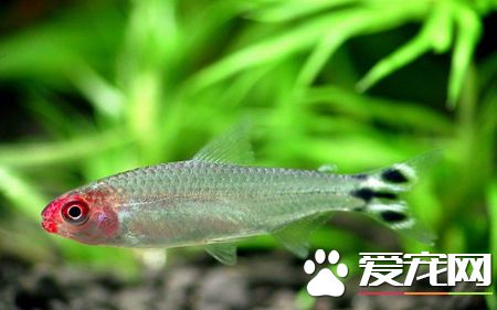 什么样的人适合养鱼 居家养鱼必知的风水禁忌