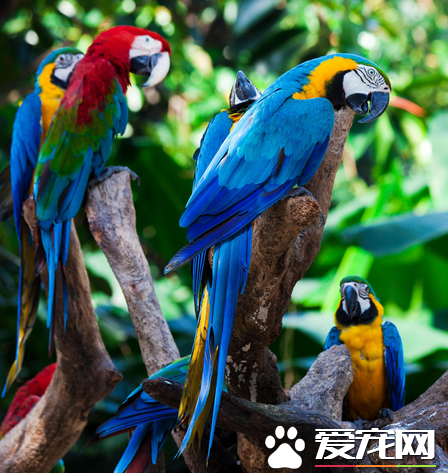 大型鹦鹉有哪些 金刚是色彩最艳丽的大型鹦鹉
