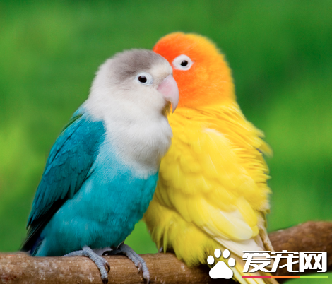 怎样让鹦鹉说话 要坚持每天教鹦鹉说话