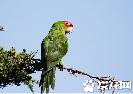 鹦鹉怎么睡觉 站着睡觉的会缩起一只脚