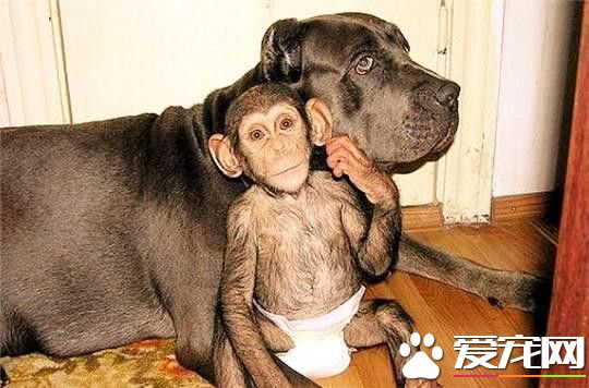 被狗收养的孤儿黑猩猩 竟然把自己当成一条狗了