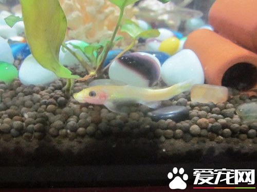 水培植物可以养鱼吗 和水培植物混养注意事项