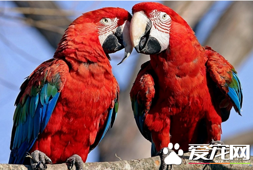 鹦鹉生病了怎么办 让你家的鹦鹉远离疾病