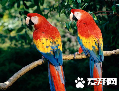 鹦鹉拉肚子怎么办 多喂一些水益生菌葡萄糖