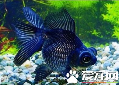 养鱼种什么草好 养金鱼用什么水草比较好