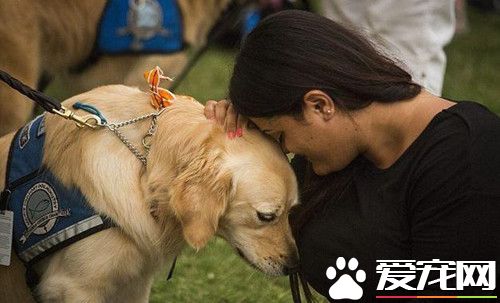 最特别的慰藉 金毛犬为美国枪案受创者疗伤
