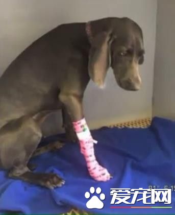 小狗胃部膨胀快要破了 而真凶竟是最常见的东西