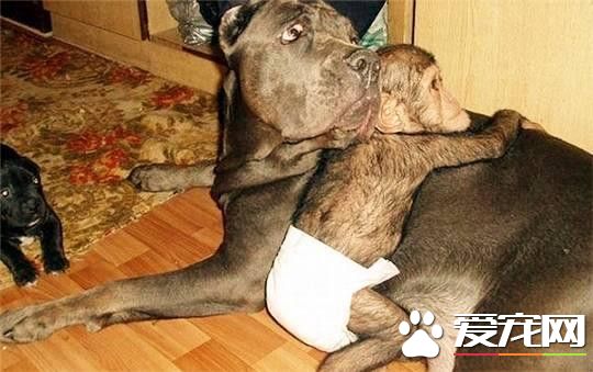 被狗收养的孤儿黑猩猩 竟然把自己当成一条狗了