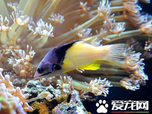 泡沫箱可以养鱼吗 泡沫箱养鱼的好处