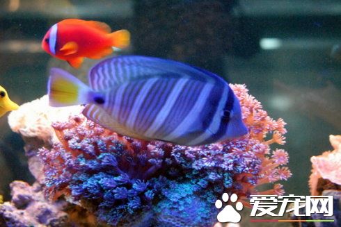 鱼缸养鱼的方法 小鱼缸怎么养鱼才不会死