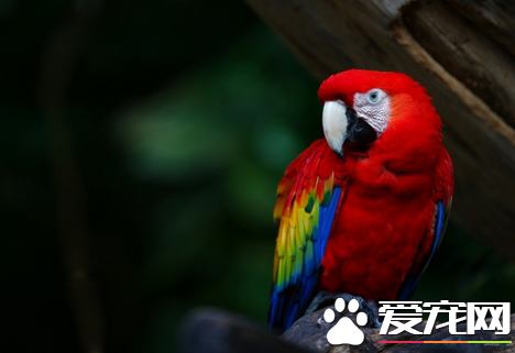 会说话的鹦鹉有哪些 大多数的鹦鹉都会说话