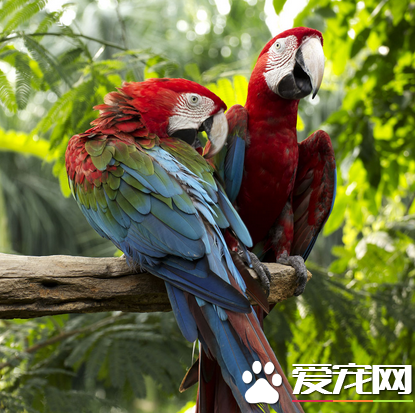 鹦鹉真的会说话吗 经人教和训练才能学会